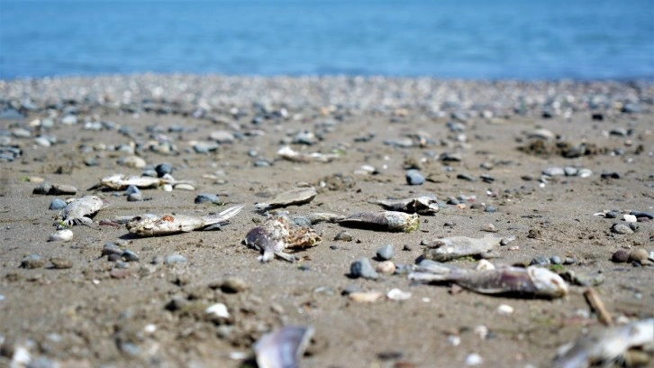 Binlerce İsrail sazanı Karadeniz’in tuzlu suyuyla buluşunca şok geçirerek öldü