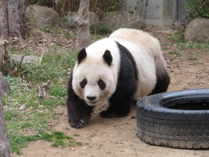 Der älteste Panda Japans, "Tan Tan", stirbt im Alter von 28 Jahren