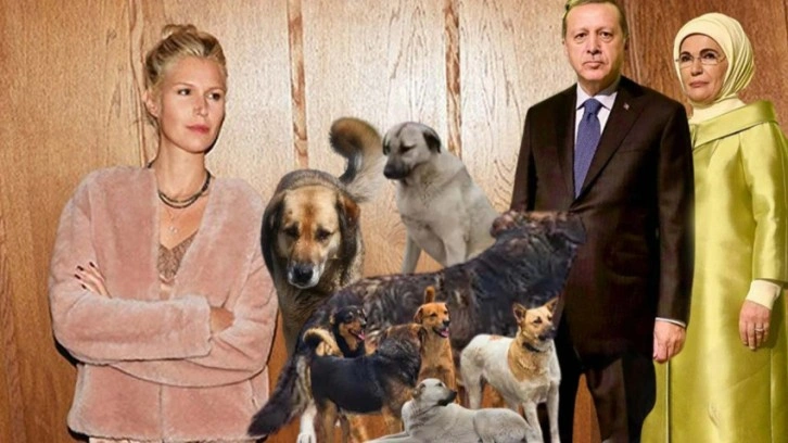 Derin Mermerci'den Erdoğanlara 'sokak köpekleri' çağrısı: Sizi yanıltıyorlar