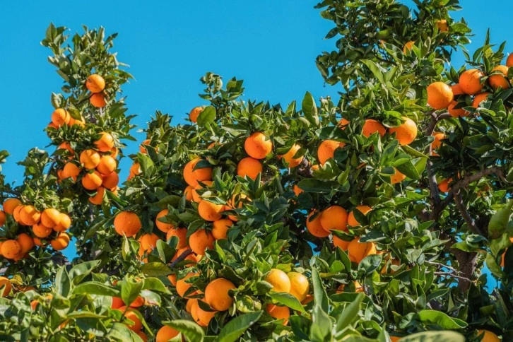 Die Bedrohung der grünen Krankheit in Zitrusfrüchten in Nordzypern