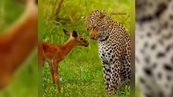 Doğada ender görülen anlar! Leopar ile yavru ceylanın dostluğu görenlerin içini ısıttı