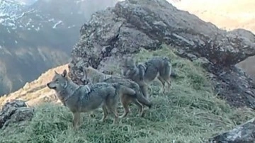 Görüntüler Tunceli'den: Yaban hayatı fotokapanlara böyle yansıdı