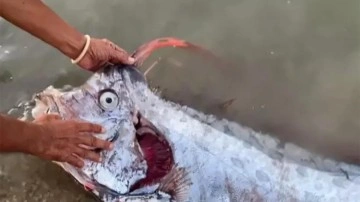 Kıyamet balığı Tayland'da ortaya çıktı! Depremden önce yakalandı