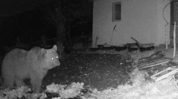 Tokat'ta bahçeye inen ayı, fotokapanla görüntülendi